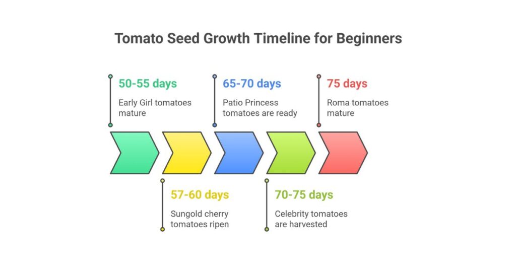 Best Tomato Seeds for Beginners