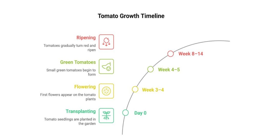 How Long Does It Take to Grow Tomatoes