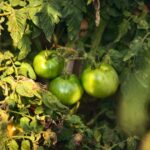 How to Pick Tomatoes for Fried Green Tomatoes