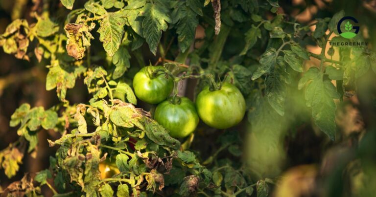 How to Pick Tomatoes for Fried Green Tomatoes