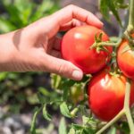 How to Plant Tomatoes