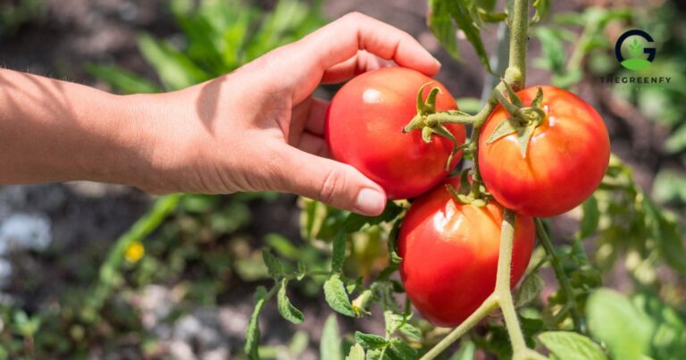 How to Plant Tomatoes