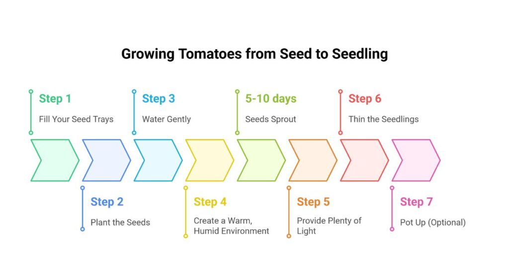 Starting Tomato Seeds Indoors
