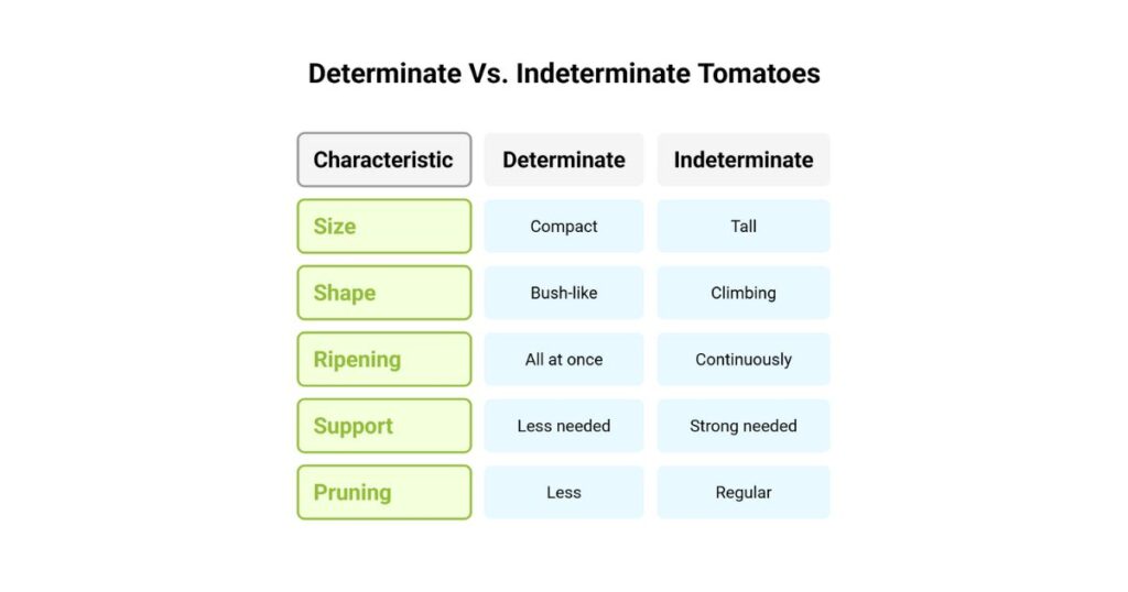 The Two Main Categories of Tomato Plants