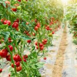 Types of Tomato Plants