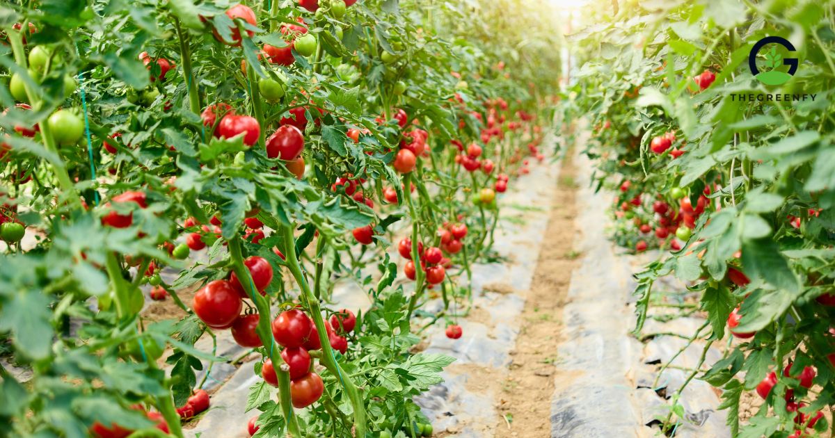Types of Tomato Plants