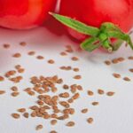 Types of Tomato Seeds