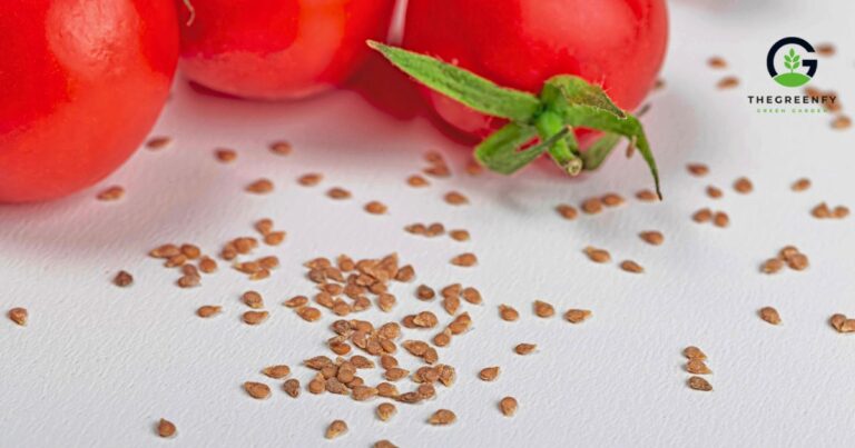 Types of Tomato Seeds