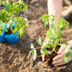 What Month Do You Plant Tomatoes
