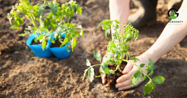 What Month Do You Plant Tomatoes