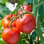 What to Do After Harvesting Tomatoes