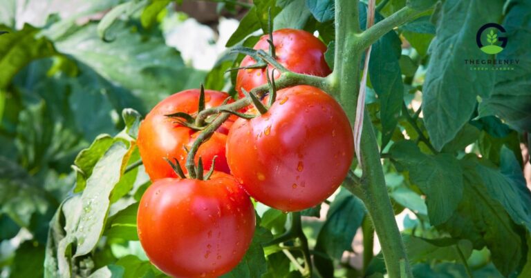 What to Do After Harvesting Tomatoes