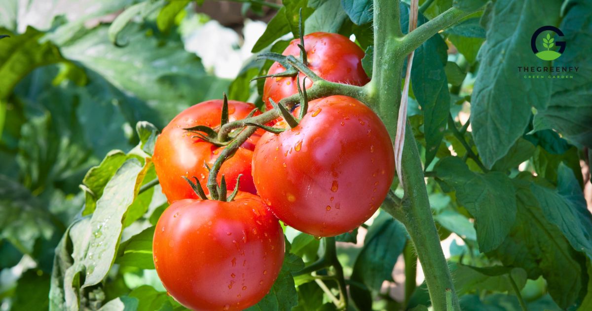 What to Do After Harvesting Tomatoes