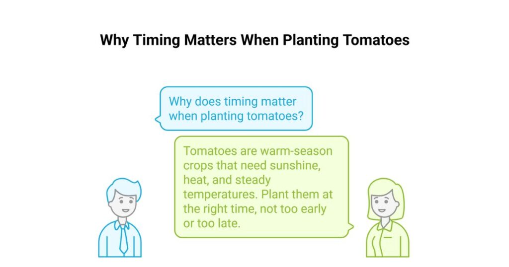 Why Timing Matters When Planting Tomatoes