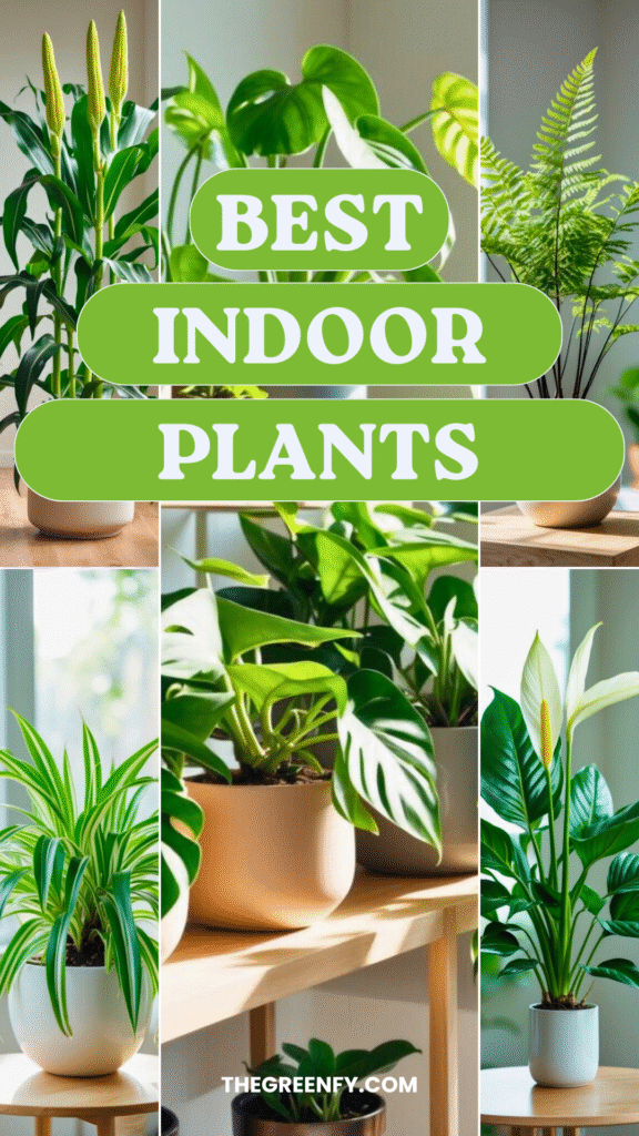 Best Indoor Plants to Transform Your Home