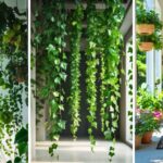 Hanging Plants Ideas