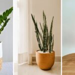Office Plants