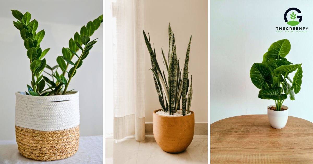 Office Plants
