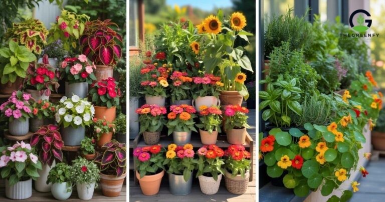 Container Plants