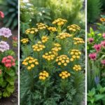 Mosquito Repelling Plants